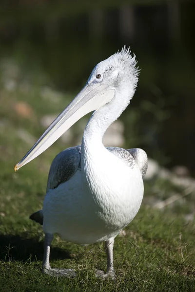 Pelican — Stock Photo, Image