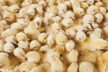 büyük bir grup bebek civcivlerin tavuk çiftliğinde