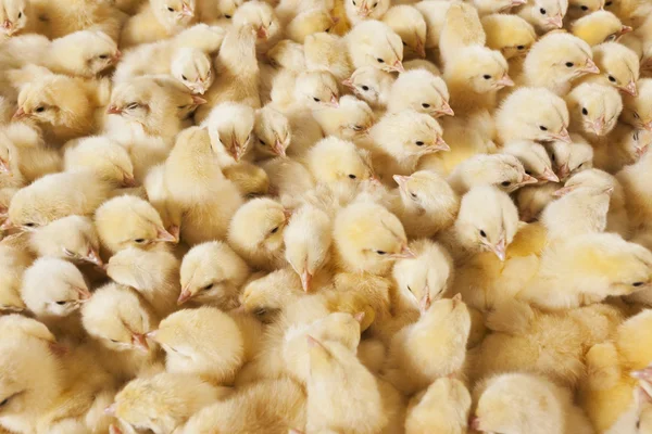 Velká skupina baby kuřat na slepičí farmě Royalty Free Stock Obrázky