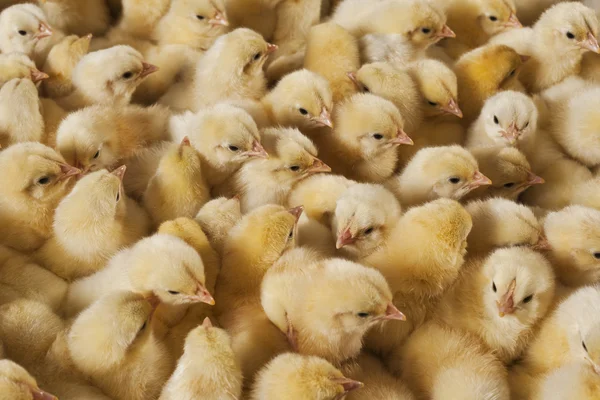 Grande grupo de filhotes de bebê na fazenda de frango — Fotografia de Stock