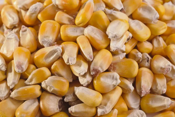 Grain: Feed Corn Pile — Stock Photo, Image