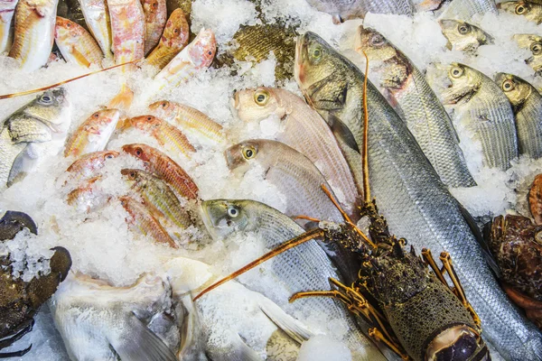 氷の上で地中海の魚 — ストック写真