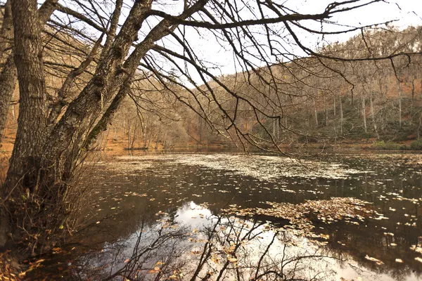 Banc en forêt — Photo