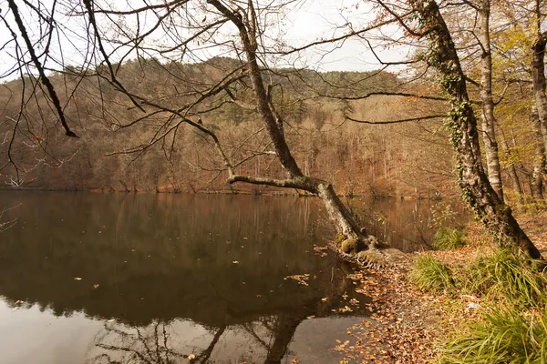 Banco na floresta — Fotografia de Stock