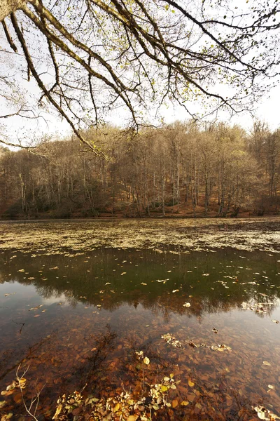 Banco en el bosque —  Fotos de Stock