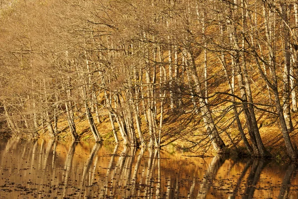 Лавки в лісі — стокове фото