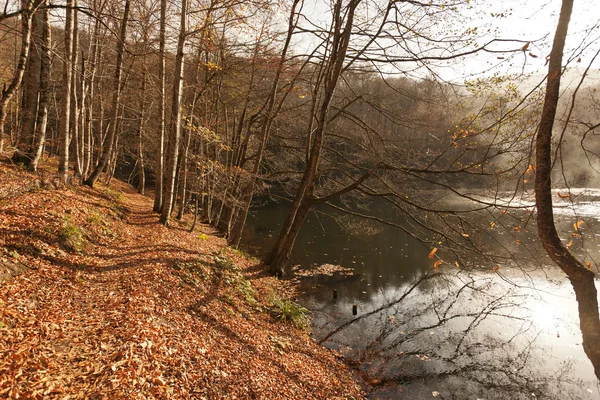 Panchina nel bosco — Foto Stock