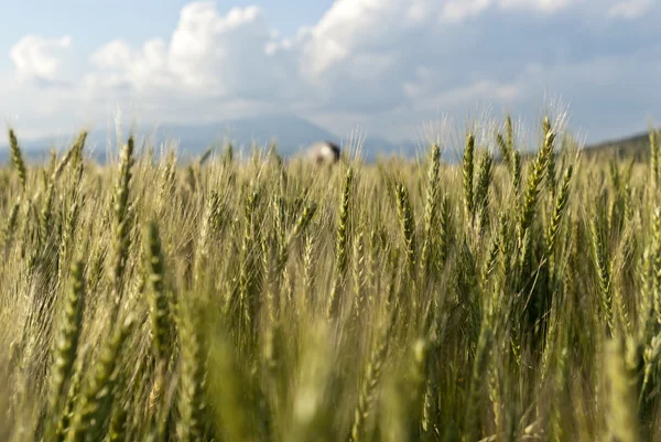 Wheat field — Stock Photo, Image