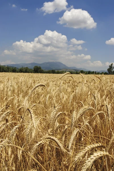 Wheat field — Stock Photo, Image