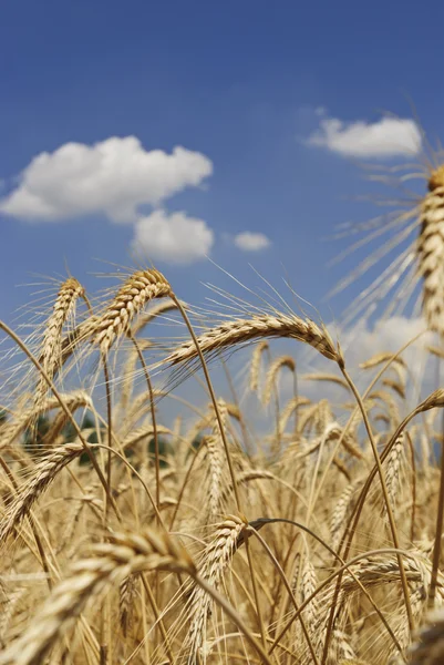 Wheat field — Stock Photo, Image