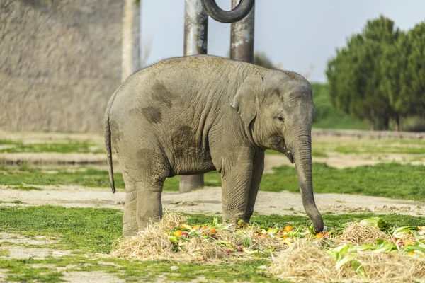 Olifant familie — Stockfoto