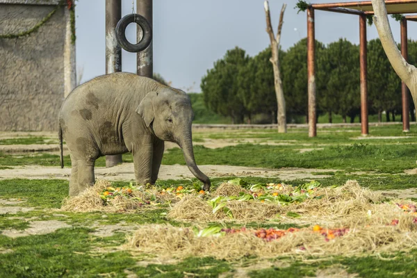 Olifant familie — Stockfoto