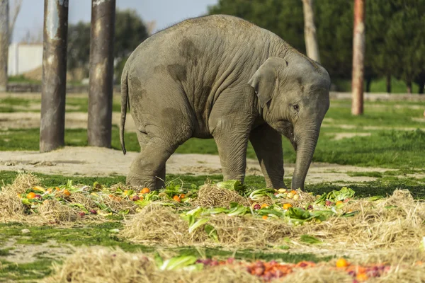 Olifant familie — Stockfoto