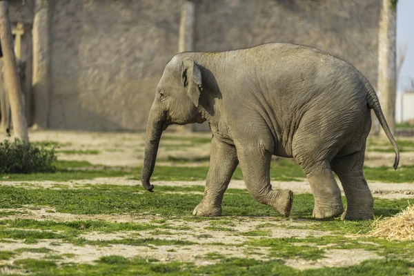 Elephant Family — Stock Photo, Image