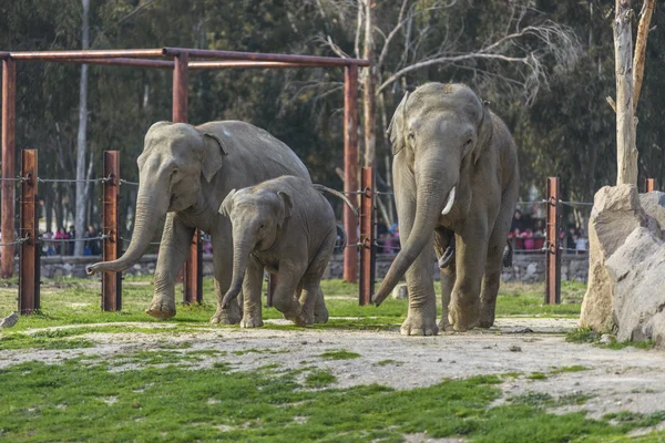 Olifant familie — Stockfoto