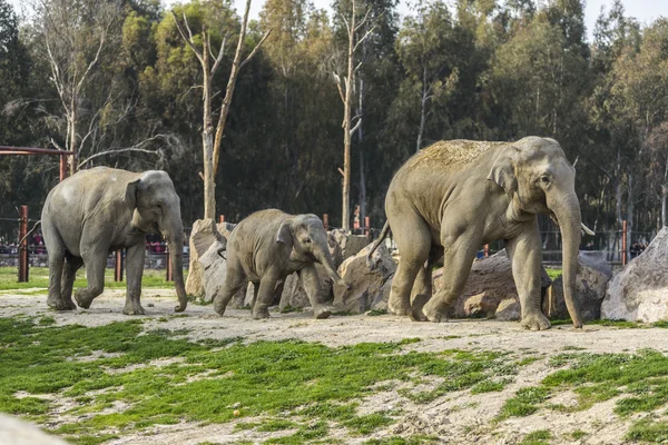 Elephant Family — Stock Photo, Image