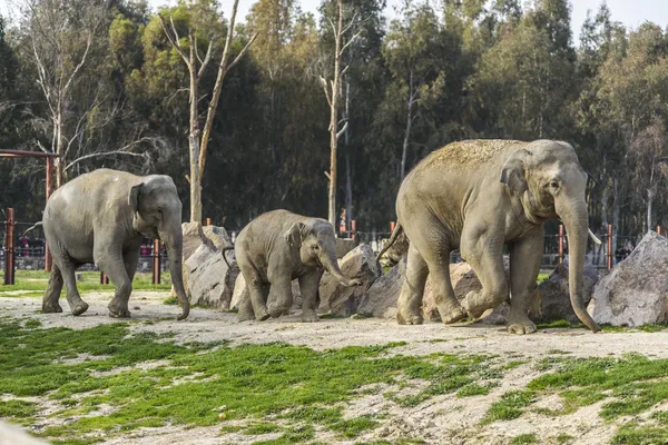 Olifant familie — Stockfoto