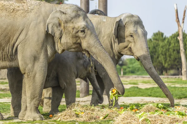 Olifant familie — Stockfoto