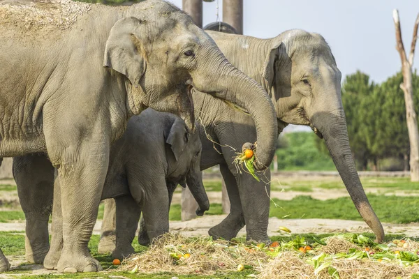 Elephant Family — Stock Photo, Image