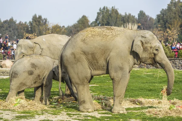 Olifant familie — Stockfoto