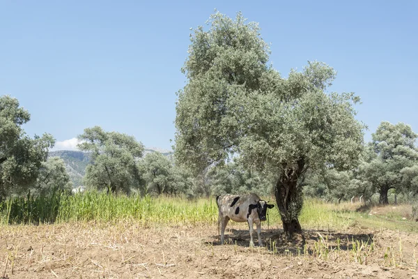 Çekül meme ile inek — Stok fotoğraf