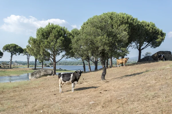 Cow with plumb udder — Stock Photo, Image