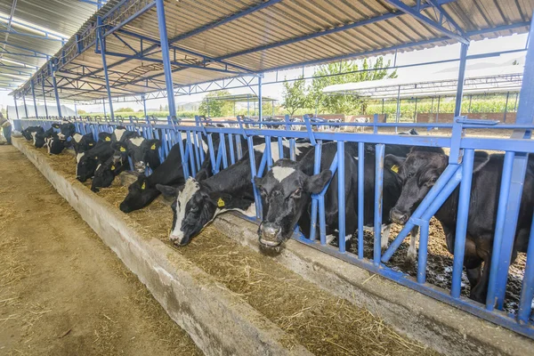 Коровье хозяйство — стоковое фото