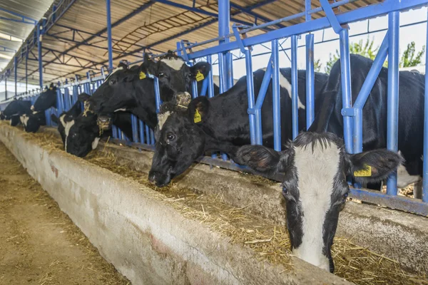 Koe boerderij — Stockfoto