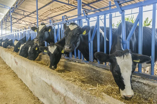 Koe boerderij — Stockfoto