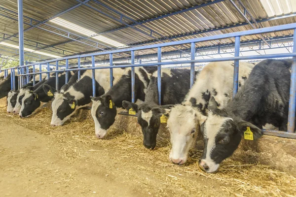 Cow farm — Stock Photo, Image