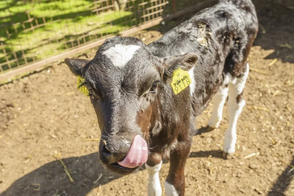 Cow farm — Stock Photo, Image