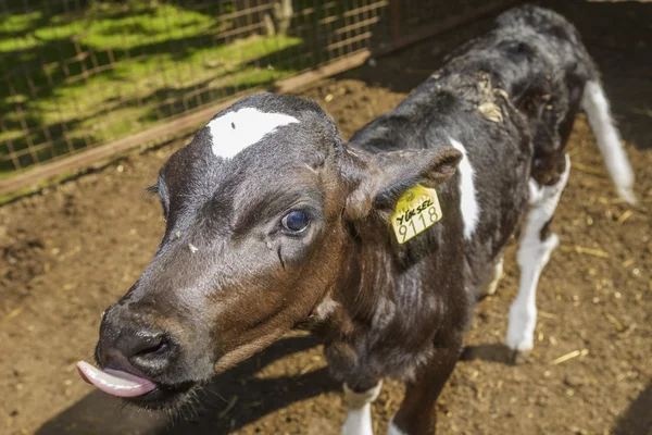 Cow farm — Stock Photo, Image