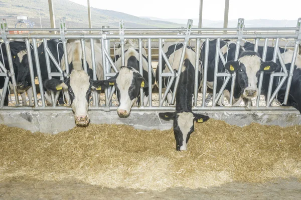 Cow farm — Stock Photo, Image