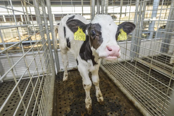 Cow farm — Stock Photo, Image