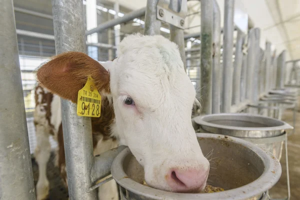 Cow farm — Stock Photo, Image