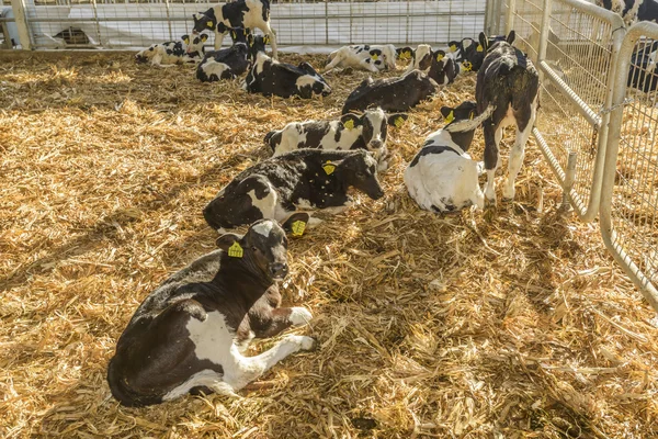 Cow farm — Stock Photo, Image