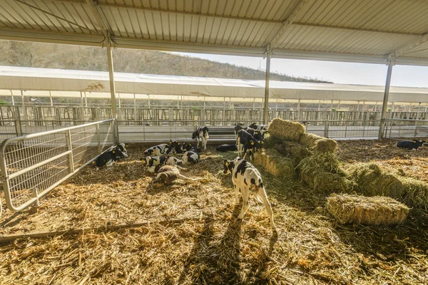 Cow farm — Stock Photo, Image