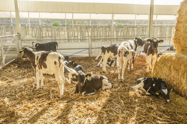 Cow farm — Stock Photo, Image
