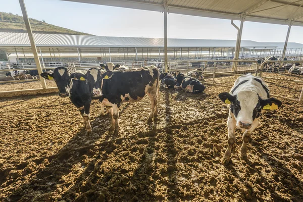 Koe boerderij — Stockfoto