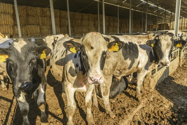 Cow farm — Stock Photo, Image