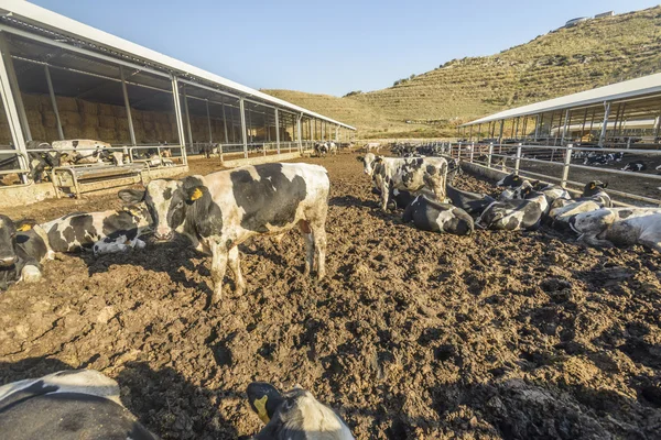 Cow farm — Stock Photo, Image