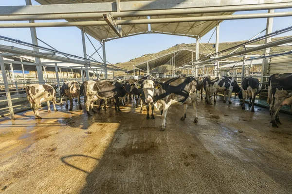 Cow farm — Stock Photo, Image