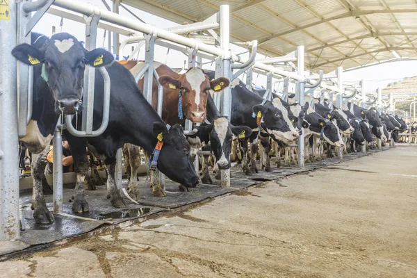 Cow farm — Stock Photo, Image