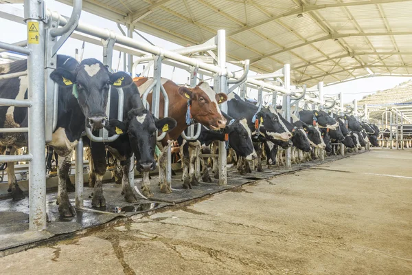 Koe boerderij — Stockfoto