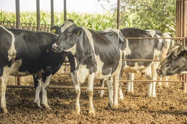 Cow farm — Stock Photo, Image