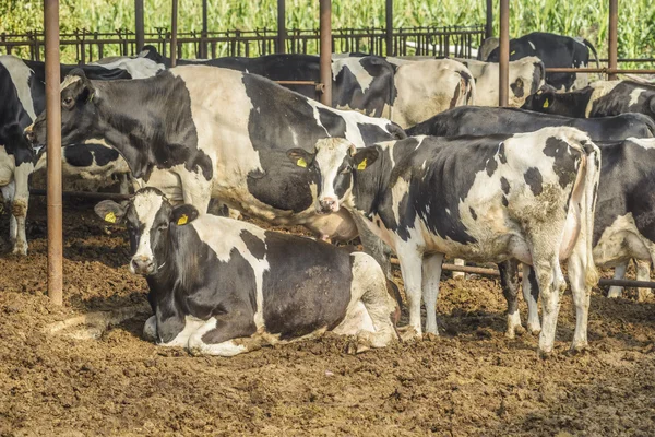 ฟาร์มวัว — ภาพถ่ายสต็อก