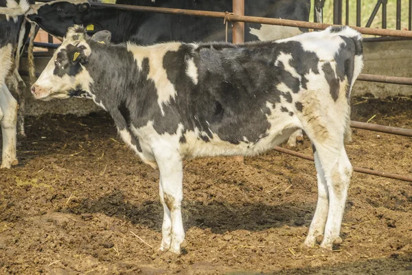 Cow farm — Stock Photo, Image