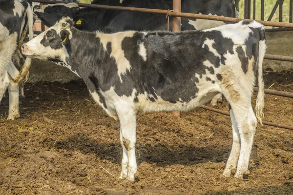 Cow farm — Stock Photo, Image