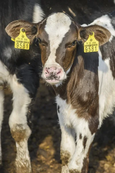 Cow farm — Stock Photo, Image