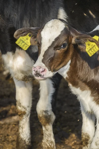 Cow farm — Stock Photo, Image